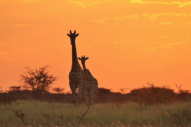 istock Giraffe Sunset - African Wildlife Background 508374867