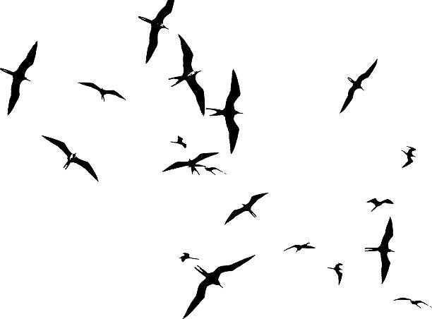 Flock Of Frigate Birds Floating On Air Currents Silhouette illustration of a flock of Frigate Birds. frigate stock illustrations