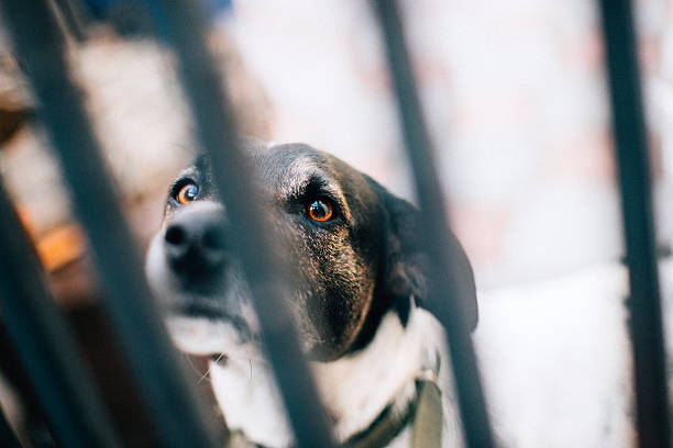 istock Dog peeks through a iron fence 508375228