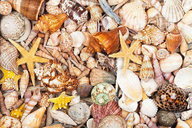 istock Background made of sea shells 508375357