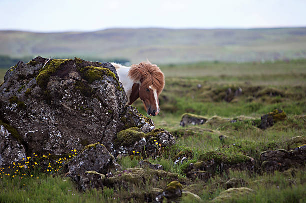 istock Icelandic Horse 508375727