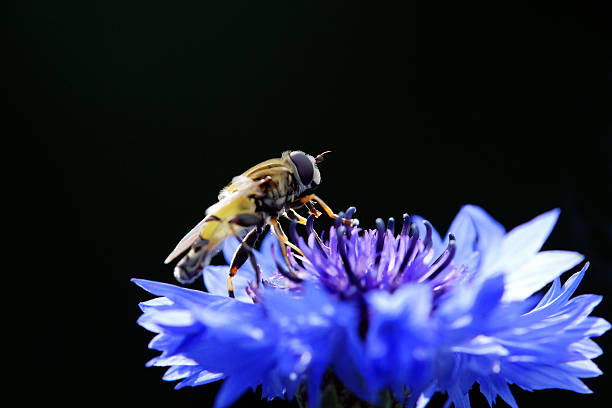 bzyg w kasie-light - insect animal eye flower flower head zdjęcia i obrazy z banku zdjęć