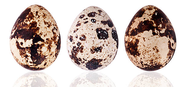 istock Collection of quail eggs 508375834