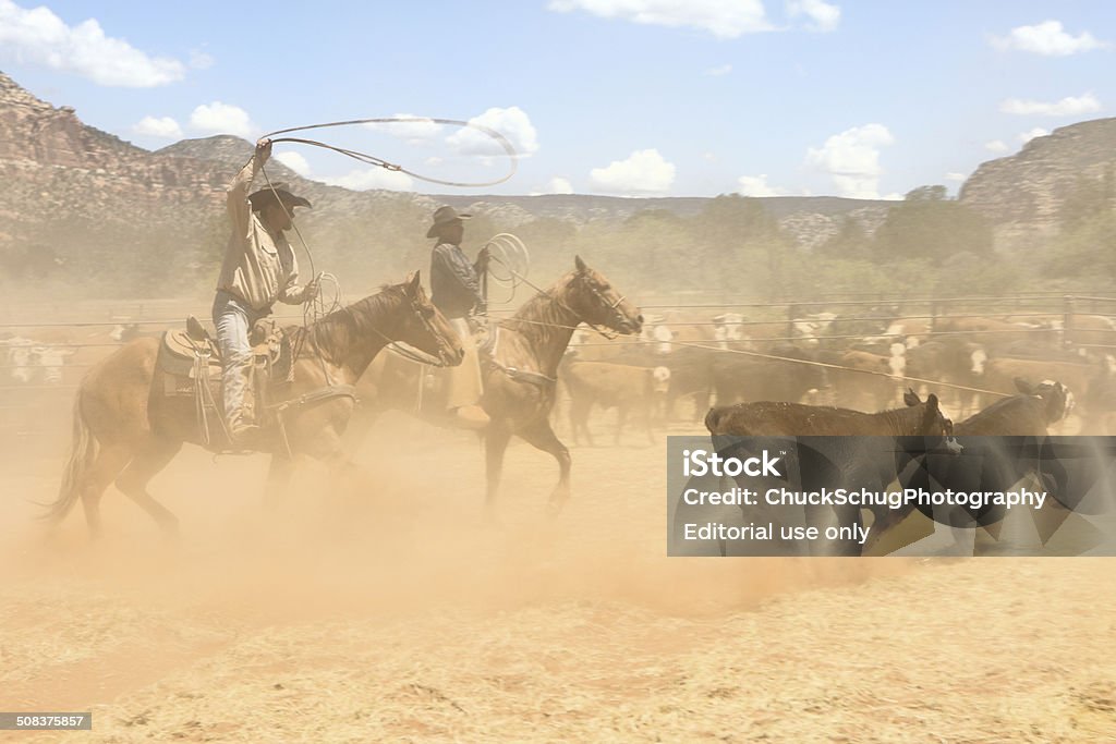 Caballo Cowboys atrapar con lazo de ganado vacuno - Foto de stock de Actividad libre de derechos