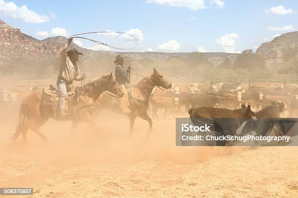 Caballo Cowboys Atrapar Con Lazo De Ganado Vacuno Foto de stock y más banco de imágenes de Actividad - Actividad, Adulto, Animal