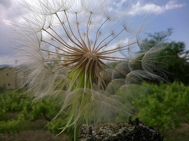 diente león con vista al cielo - dandelion uncertainty flower single flower fotografías e imágenes de stock