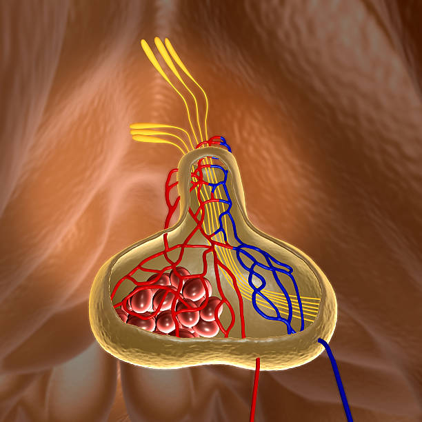 下垂体 - hypothalamus ストックフォトと画像