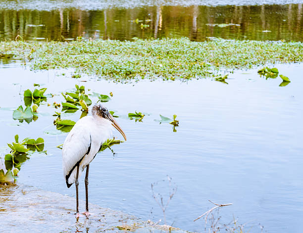 istock Relaxing White Wood Stork Bird on the lake 508376452