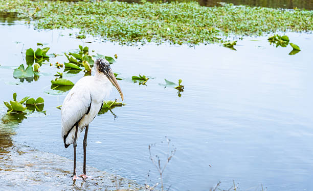 istock Relaxing White Wood Stork Bird on the lake 508376500