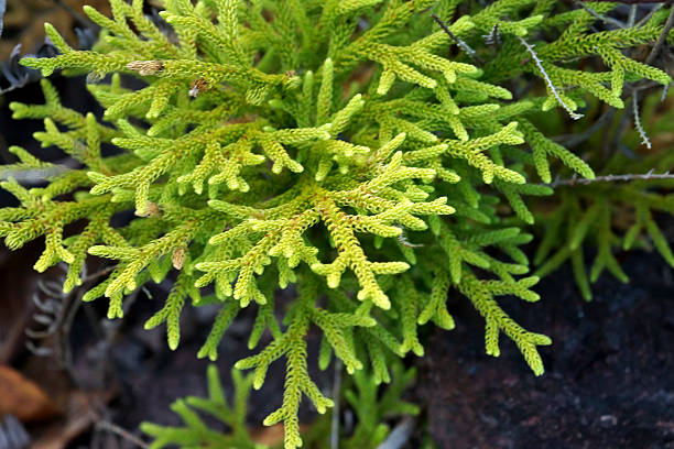 Green Club-mos (Lycopodium clavatum L.) Green Club-mos (Lycopodium clavatum L.) lycopodiaceae photos stock pictures, royalty-free photos & images