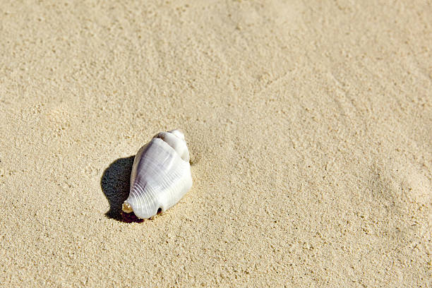 istock Seashells on the sand in a tropical island, Maldives. 508376678