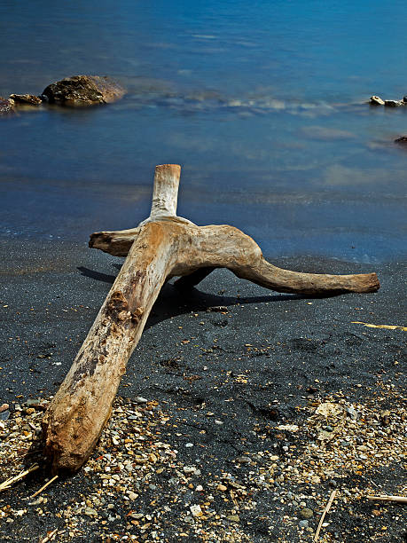 istock Drift wood lying at the beach 508376889