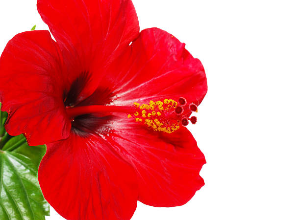 istock Red Hibiscus flower head 508377051