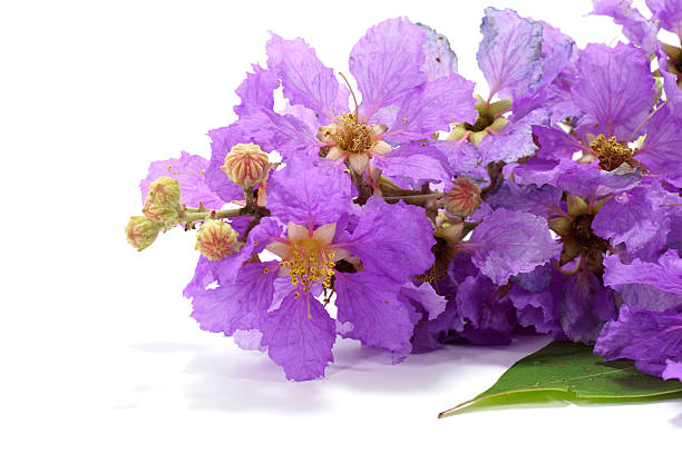 istock Violet color of Queen's crape myrtle flower on white background. 508377097
