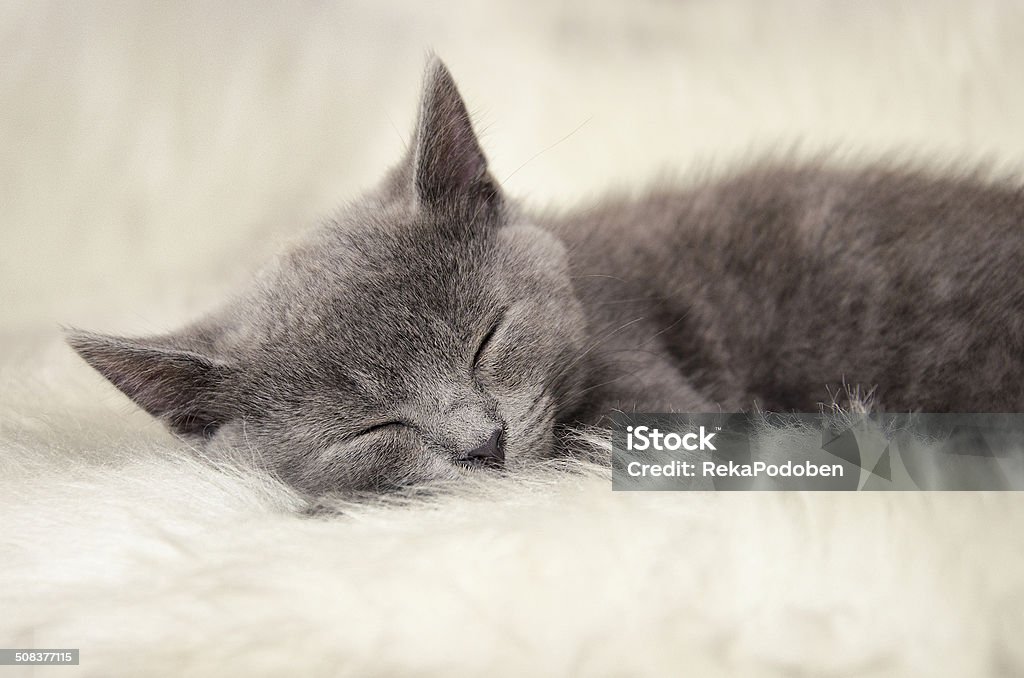 Sleeping cat Little cute cat sleeping on the fur. Kitten Stock Photo