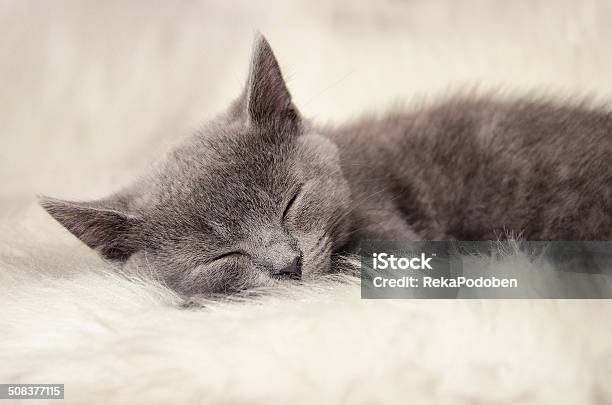 Sleeping Cat Stock Photo - Download Image Now - Kitten, Sleeping, Animal