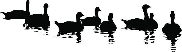 Vector illustration of Ducks