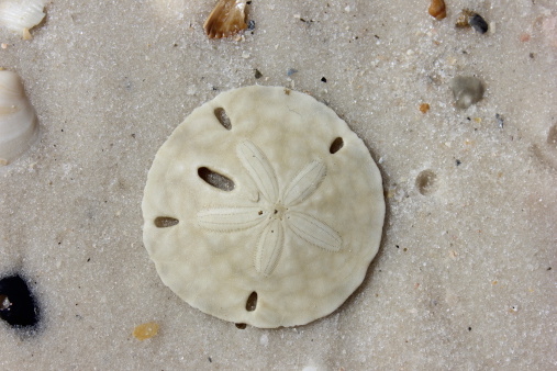 Sand dollar on the shores of Cape San Blas, Florida on the Gulf of Mexico