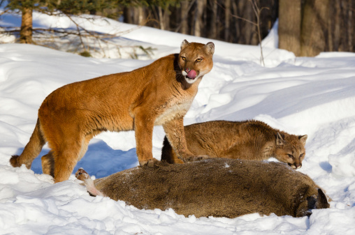 Mountains Lion Mother and Cub Feeding on a Deer in Winter  