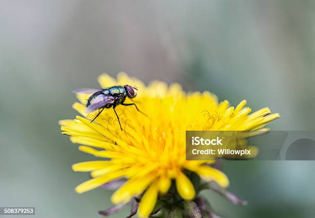 Fly On A Dandelion Flower Stock Photo - Download Image Now - Abdomen, Animal Abdomen, Blossom