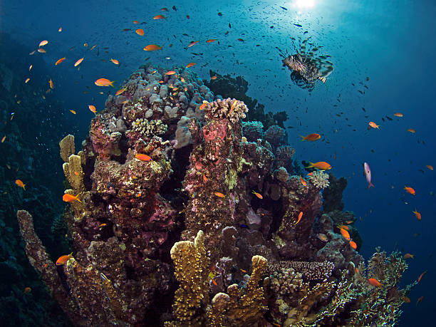istock Common lion fish over the corals 508379264