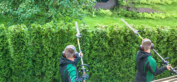 Panoramic image from cutting a hedge stock photo