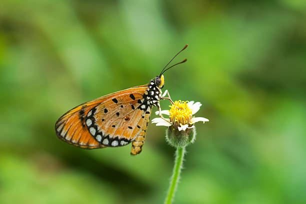 istock Orange butterfly on flower 508379953