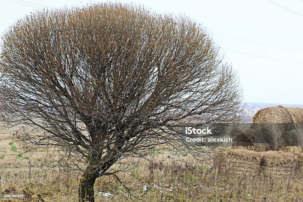 Fall field straw stack Agricultural Field Stock Photo