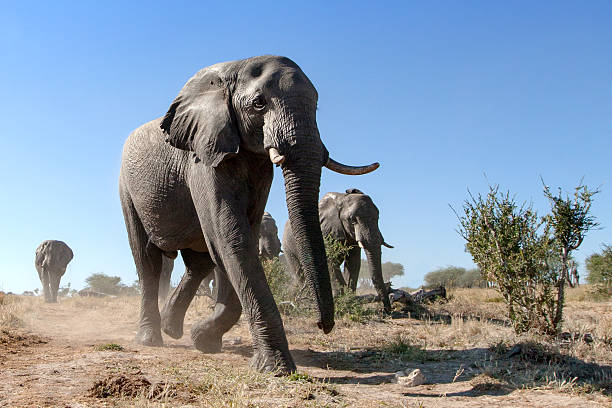 istock Elephants walking through the bushveld 508380900