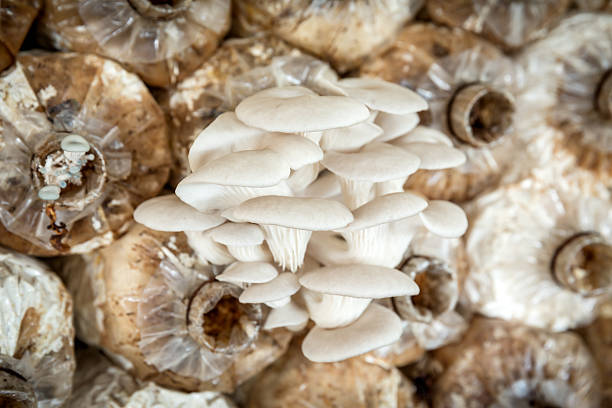 istock cultivate mushrooms 508381292