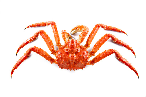 A big alaskan king crab isolated on white background.