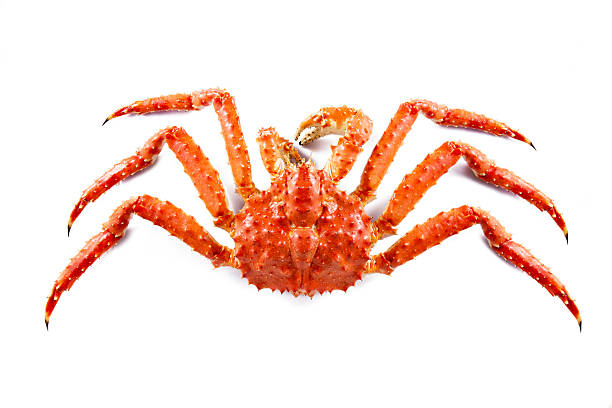Alaskan King Crab A big alaskan king crab isolated on white background. crab leg photos stock pictures, royalty-free photos & images