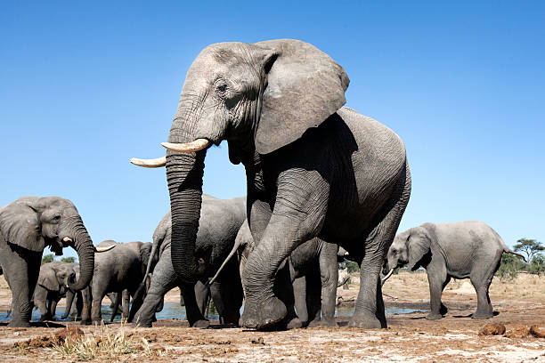 elefantes em cisterna - hwange national park imagens e fotografias de stock