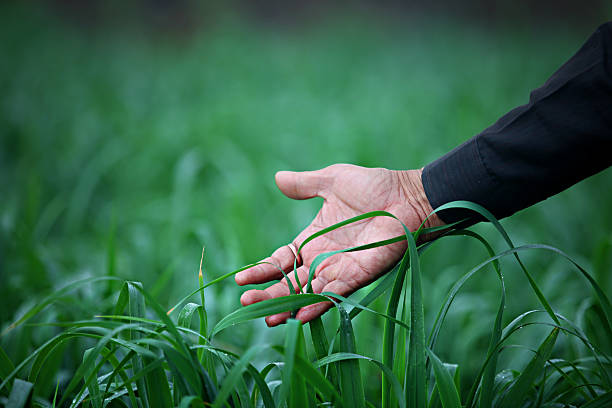 Hand stroking cereal crop Male hand gently stroking the crop of wet cereal plants in an early morning during winter season. winter rye stock pictures, royalty-free photos & images