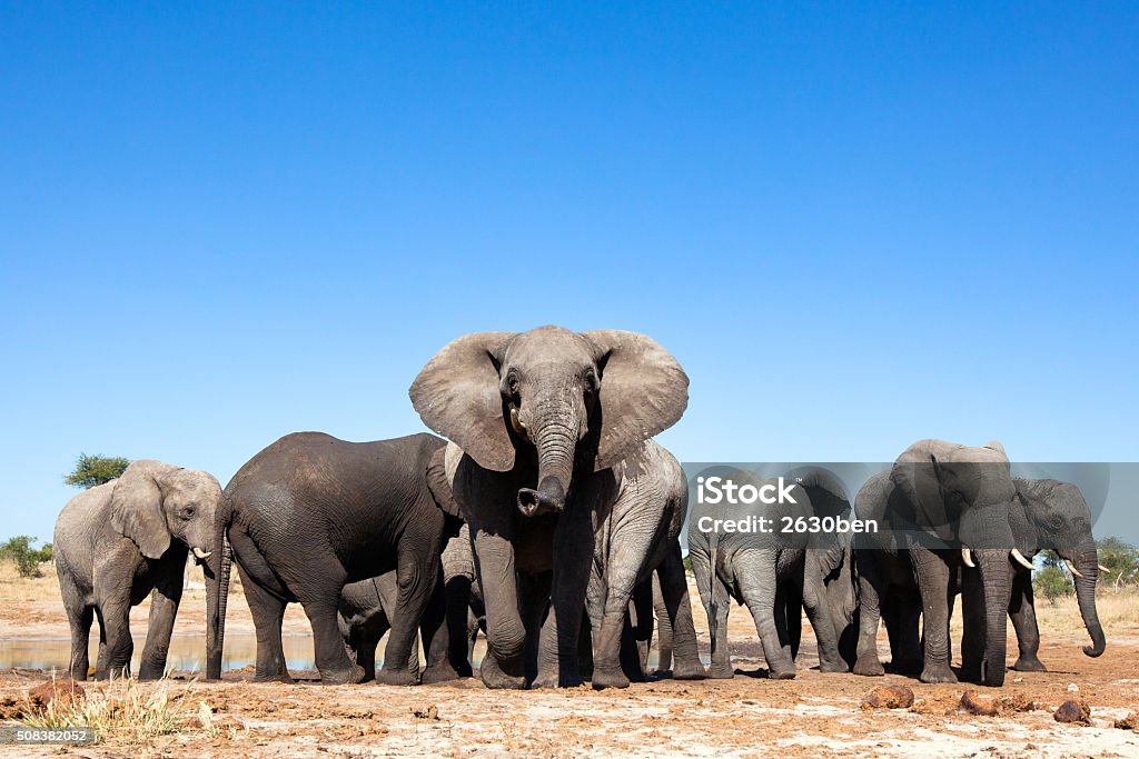 Elephants at a waterhole Elephant Stock Photo