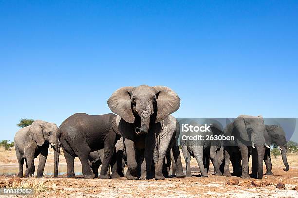 Elephants At A Waterhole Stock Photo - Download Image Now - Elephant, Chobe National Park, Botswana