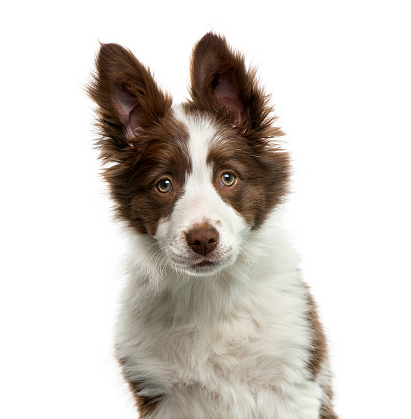 istock Border Collie in front of white background 508383456