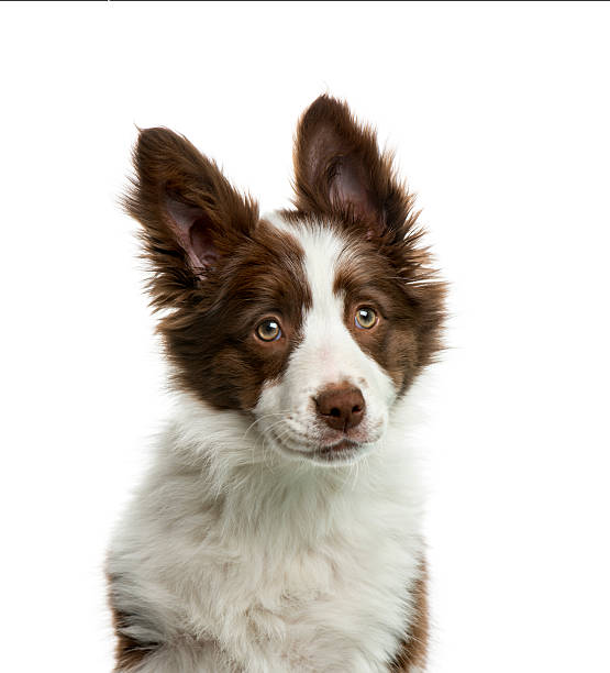 istock Border Collie in front of white background 508383516