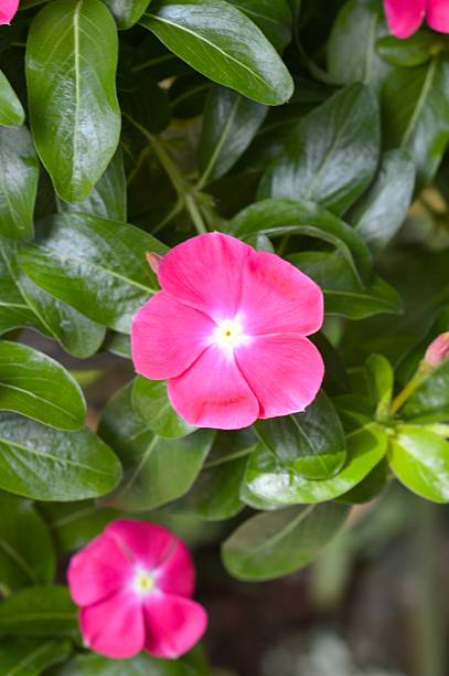 istock pink catharanthus roseus flower 508384034