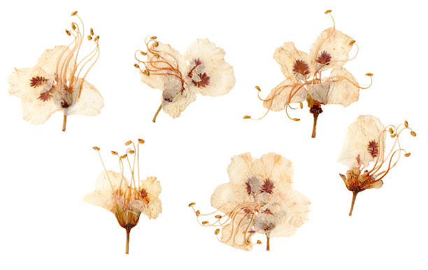 istock Pressed and dried plum flowers 508384058