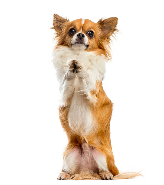 istock Chihuahua begging in front of a white background 508384138