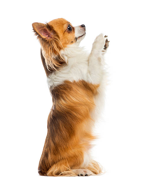 Chihuahua begging in front of a white background Chihuahua begging in front of a white background begging animal behavior stock pictures, royalty-free photos & images