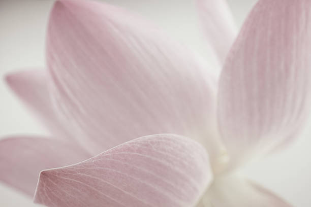 pink lotus in soft color and blur style for background