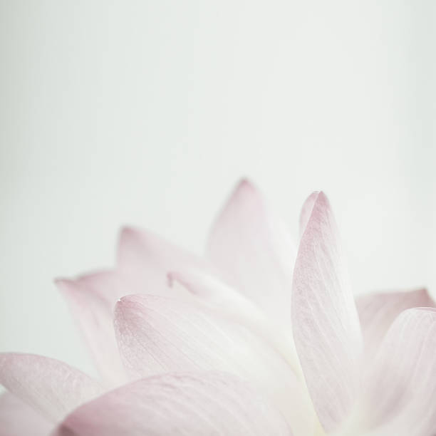 istock pink lotus in soft color and blur style for background 508385278