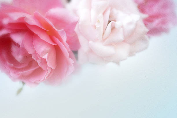 istock sweet pink roses in soft color  for romantic background 508385604