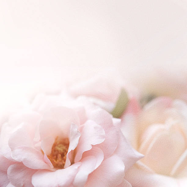 istock sweet pink roses in soft color  for romantic background 508385742