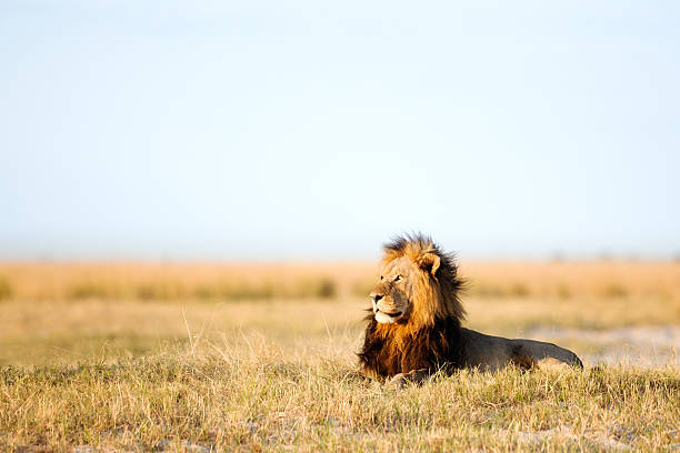 istock Large male lion 508385918