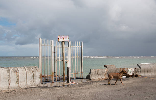 Dog at closed Strand jetty in the Western Cape of South Africa with a storm approaching over the ocean in the grip of a red tide.