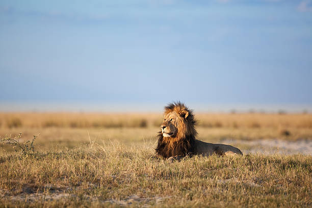 große männliche löwen - kalahari gemsbok national park stock-fotos und bilder