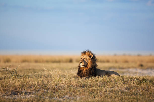 grand mâle lion - kalahari gemsbok national park photos et images de collection